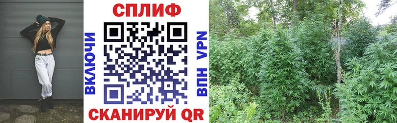 МАРИХУАНА план  Данилов 